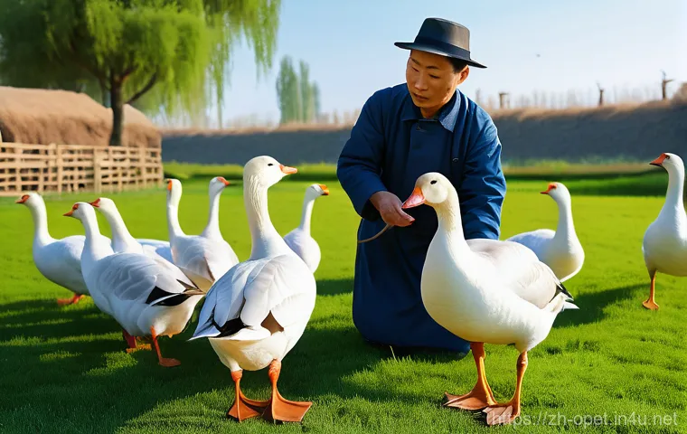 거위 번식 방법 - A knowledgeable Chinese farmer, dressed in practical work clothes, is carefully examining a magnific...