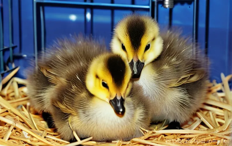 거위 번식 방법 - A spacious, impeccably clean goose shed, bathed in natural light filtering through well-positioned w...
