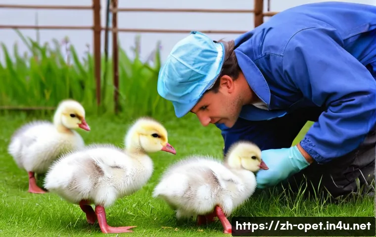 거위 질병 예방법 관련 이미지 1